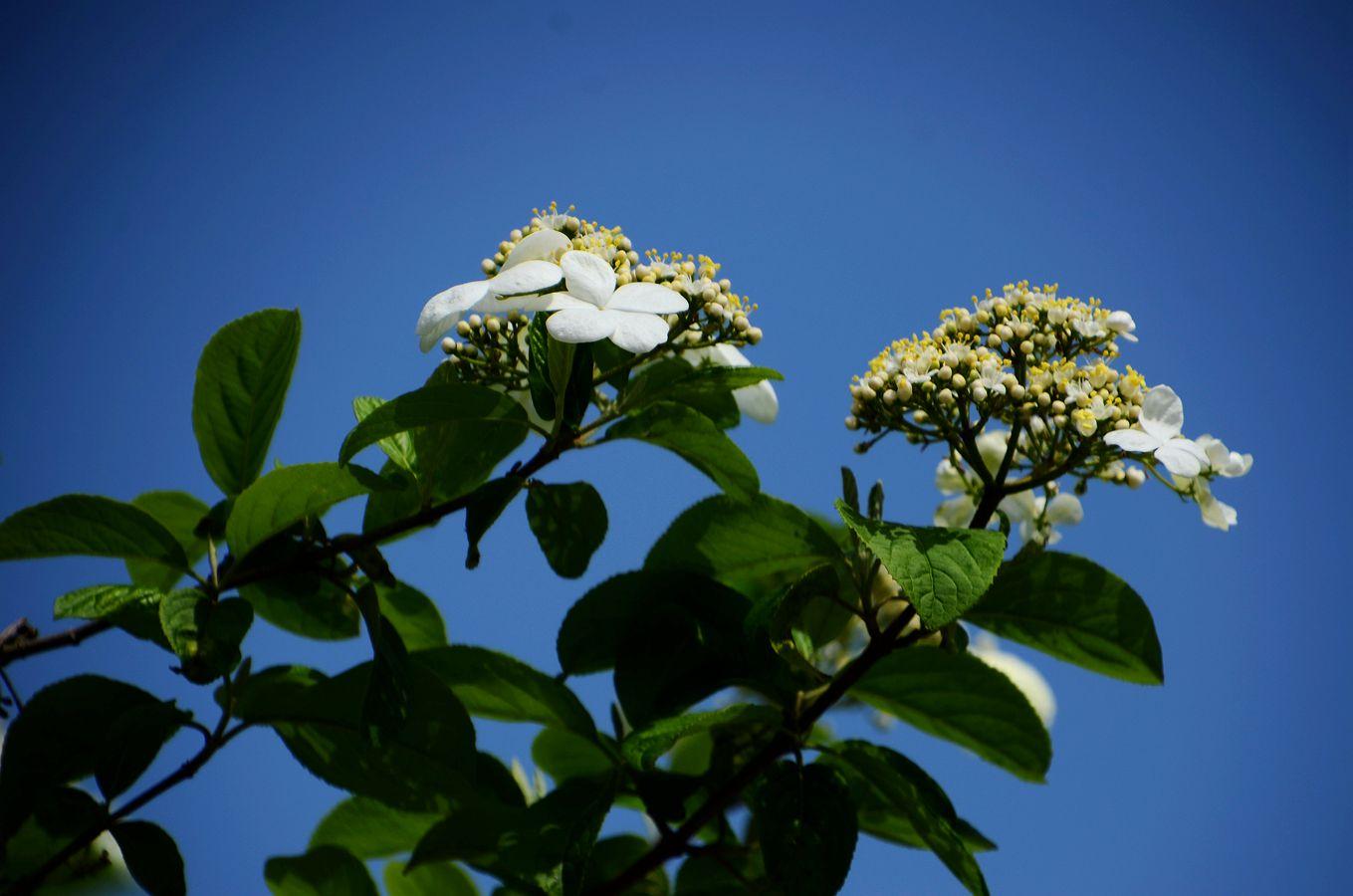 《本草》植物志之琼花：隋炀帝的生死劫