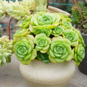 一股清香，一股青苹果香味的多肉植物百合丽丽，适合做多肉手捧花