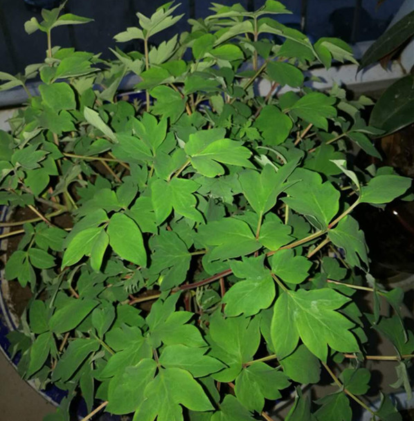 等一株花开的诗句,等一棵开花结果的树唯美句子