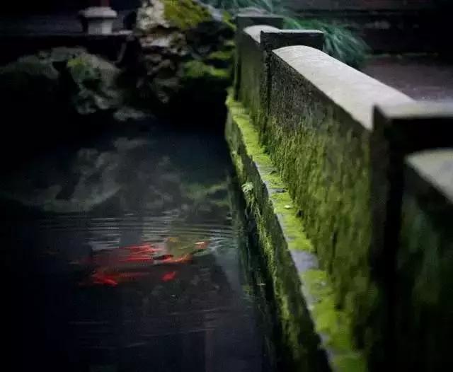 去除青苔的最好方法,去除青苔最有效的方法