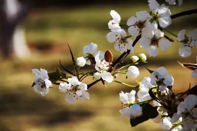 美爆了春天好去处,天津春天赏花的地方有哪些推荐