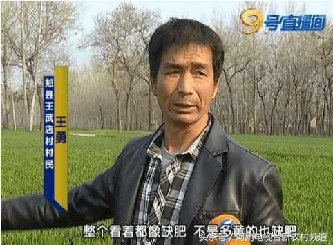 小麦扬花后麦叶尖发黄是怎么回事,小麦假化肥表现