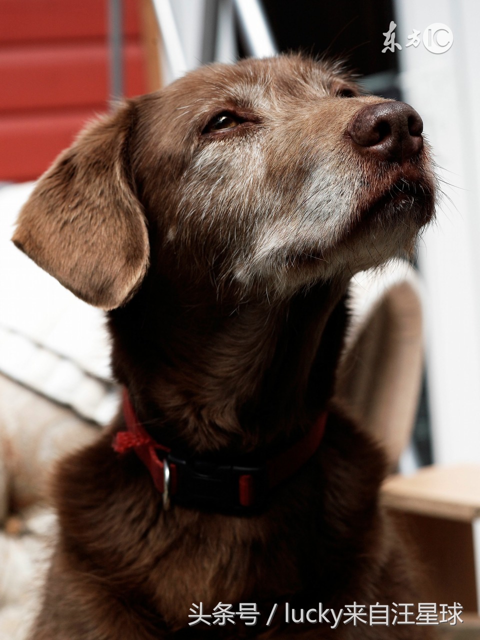 狗狗最常见的十大疾病,狗狗常见的皮肤病有哪些