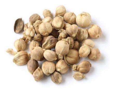 餐创大课堂教你识香料排草香,餐创教你识香料肉豆蔻