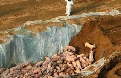 猪五号病什么症状,怎么防治猪五号病