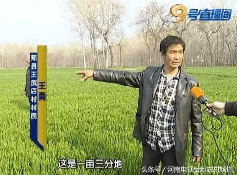 小麦扬花后麦叶尖发黄是怎么回事,小麦假化肥表现