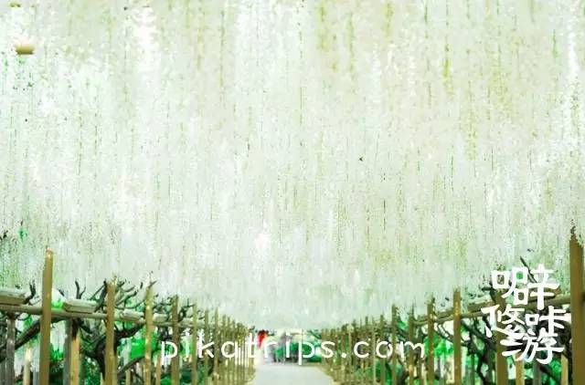 看日本樱花攻略,日本赏樱花最美的地方