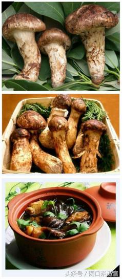 大别山深处的绝美山珍!