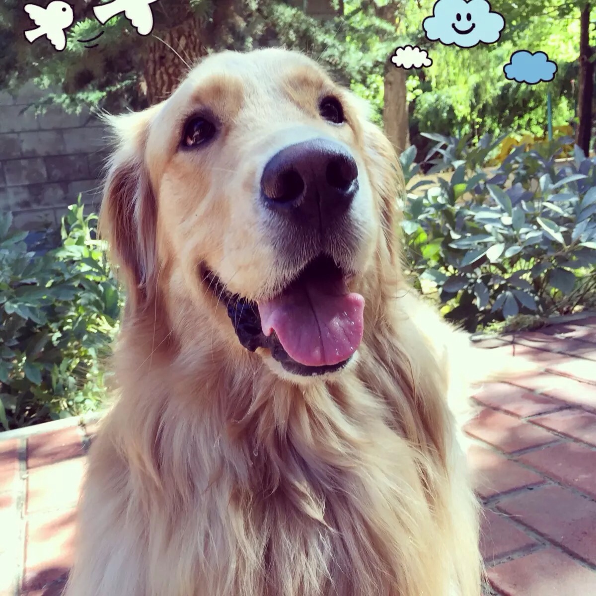 怎么挑选不护食的金毛幼犬,如何挑选金毛幼犬