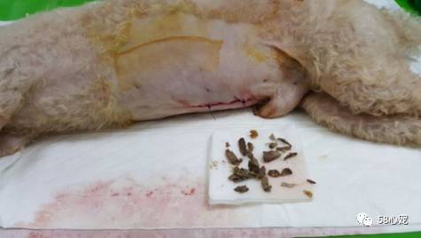 我是怎样把狗养死的：狗狗偷吃了1斤葡萄，差点被死神带走