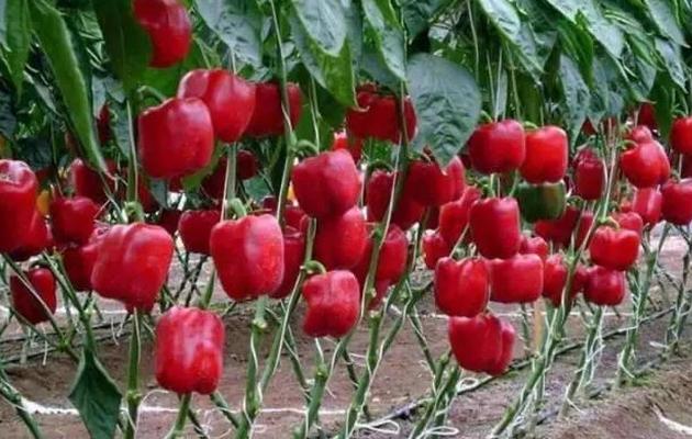 蔬菜种植没销路怎么办,蔬菜种植过程中资金不够该怎么办