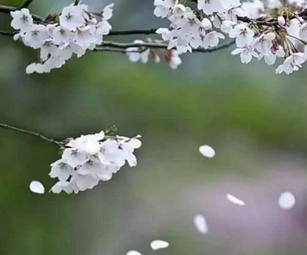 49首唯美宋诗不输唐诗宋词,宋诗100首诵读