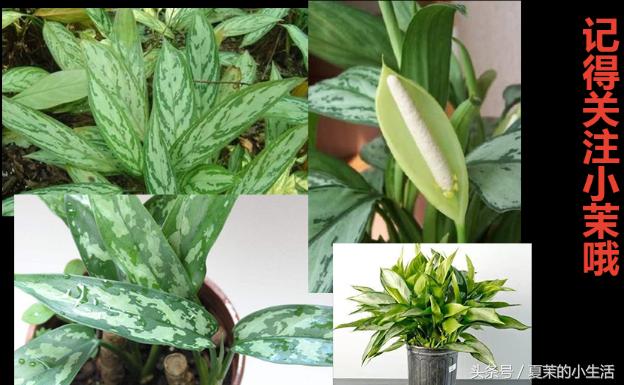 新乡的你要知道，养这些花对身心好，最后一个能吃