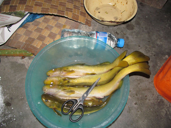 钓鱼的小虫子，有鱼必上钩，被誉为“动物人参”