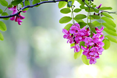 例假可以吃炎症药吗,例假期间可以喝土茯苓吗