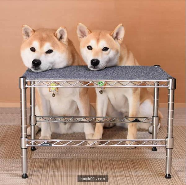 你能找出照片里藏着的柴犬吗？主人狂买狗狗玩偶多到柴犬茫然了！