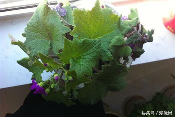 瓜叶菊怎么养才会爆盆视频,瓜叶菊见太阳晒蔫怎么办