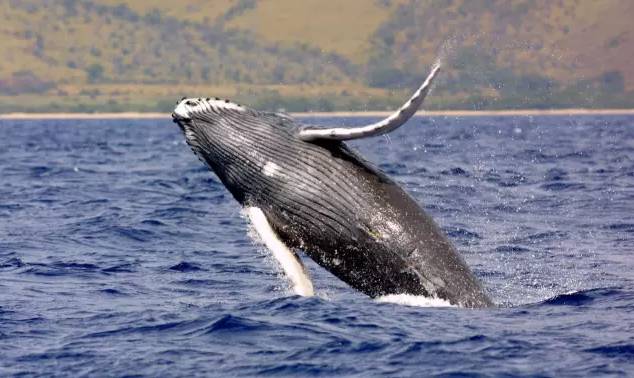 weekendescape什么意思,weekendescape