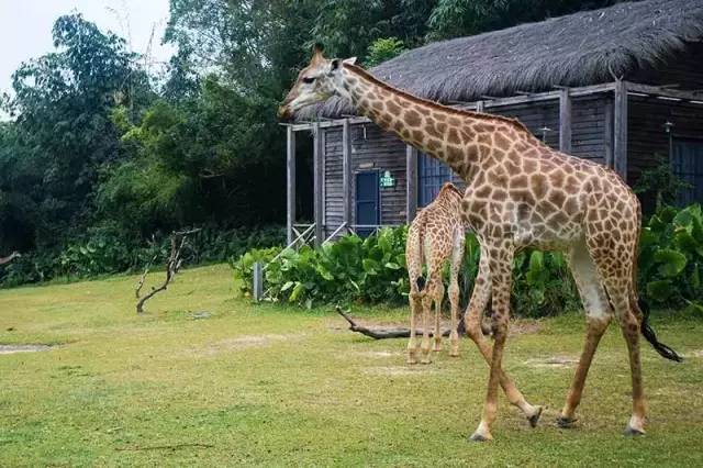 广州长隆野生动物园真实评价,广州长隆野生动物园讲解动物