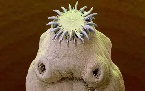 正是养膘好时节,春天到了驱虫