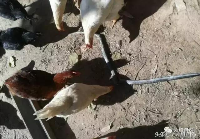 蟒蛇钻进鸡窝吞食整只鸡,蛇进鸡窝咬死鸡是什么征兆