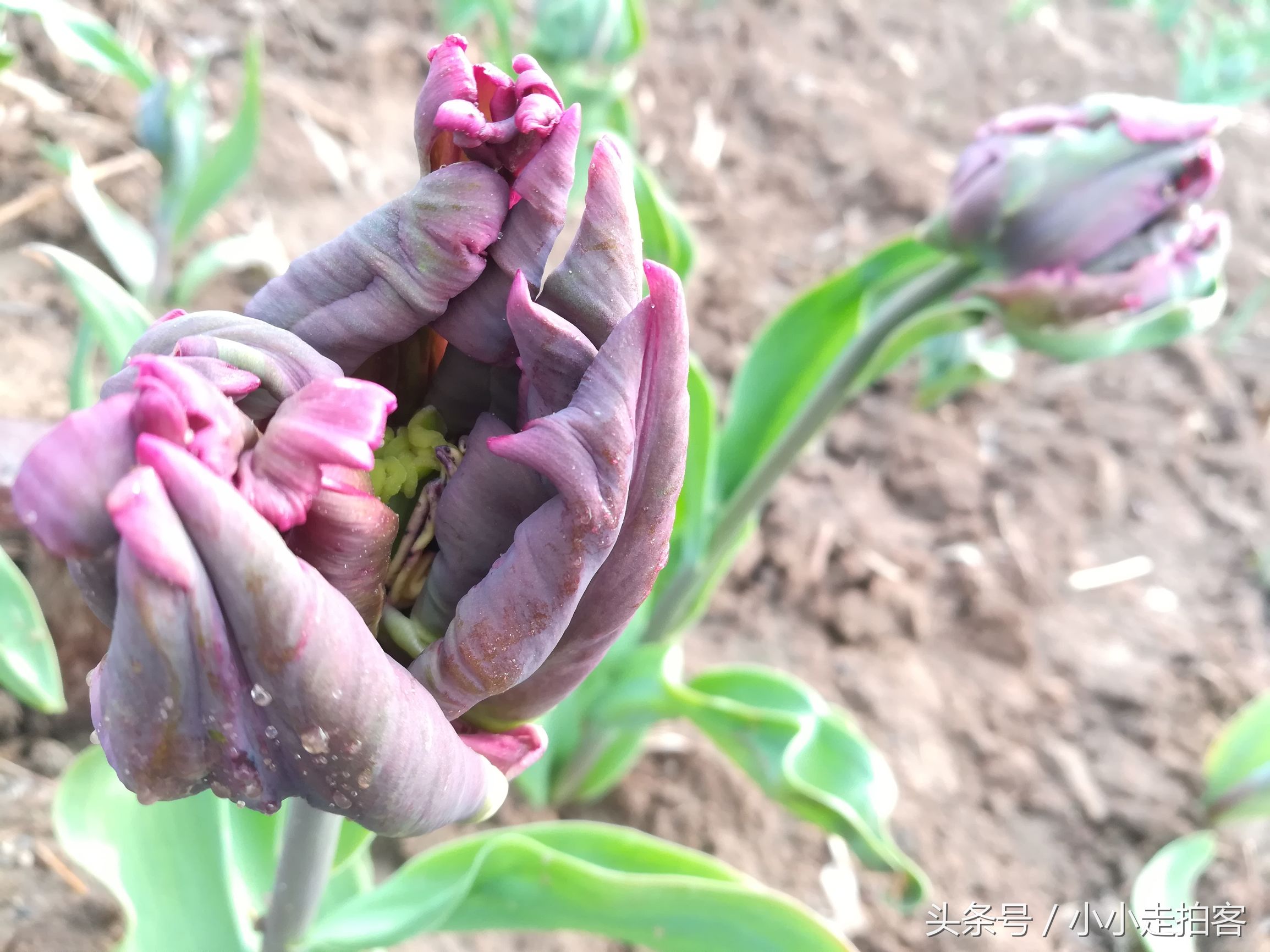 郁金香恶魔,传说中的郁金香种子