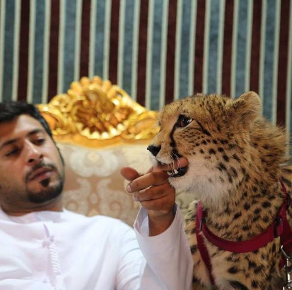 顶级豪车豪宅,豪宅豪车那么有吸引力吗