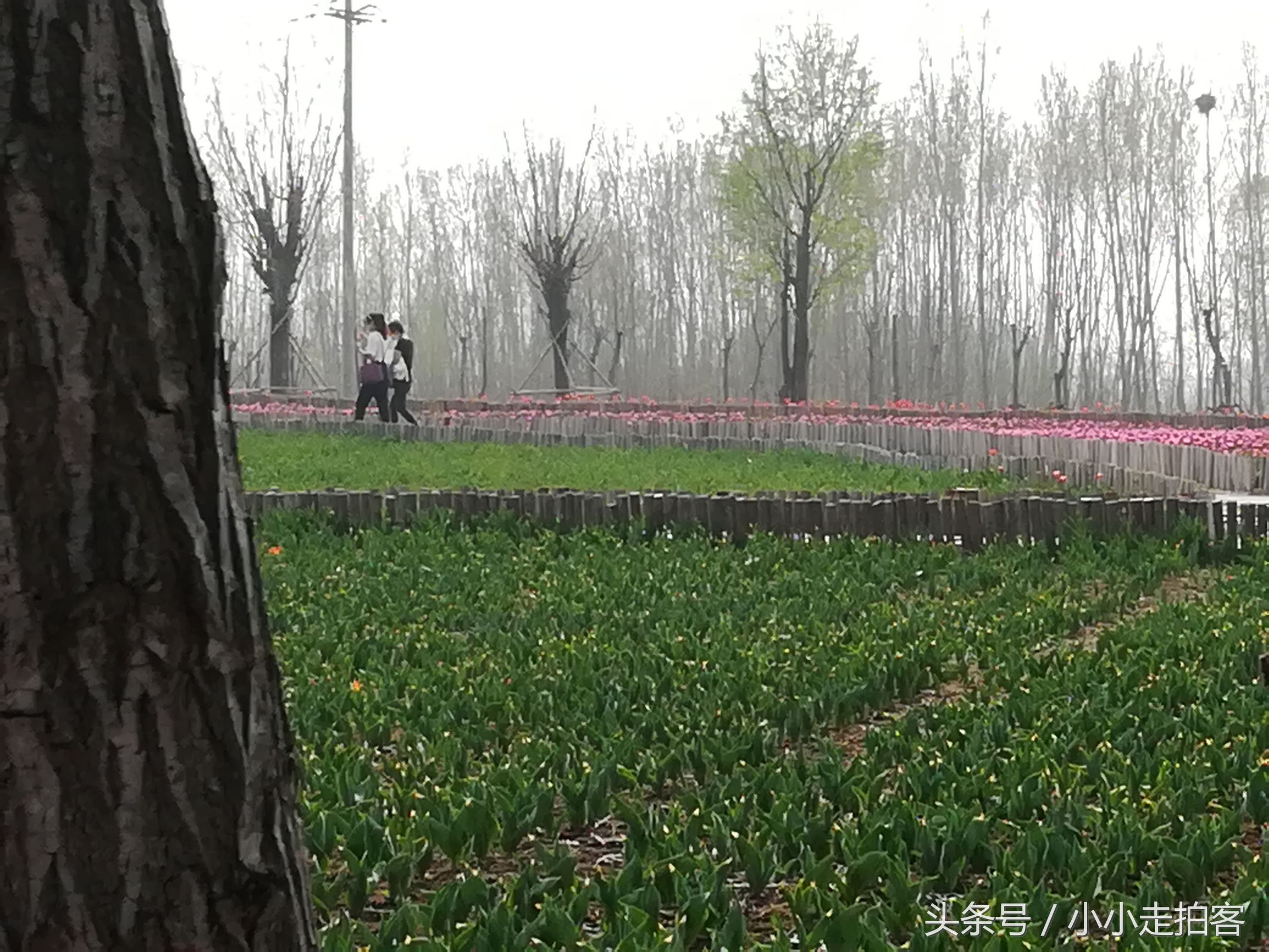 郁金香恶魔,传说中的郁金香种子