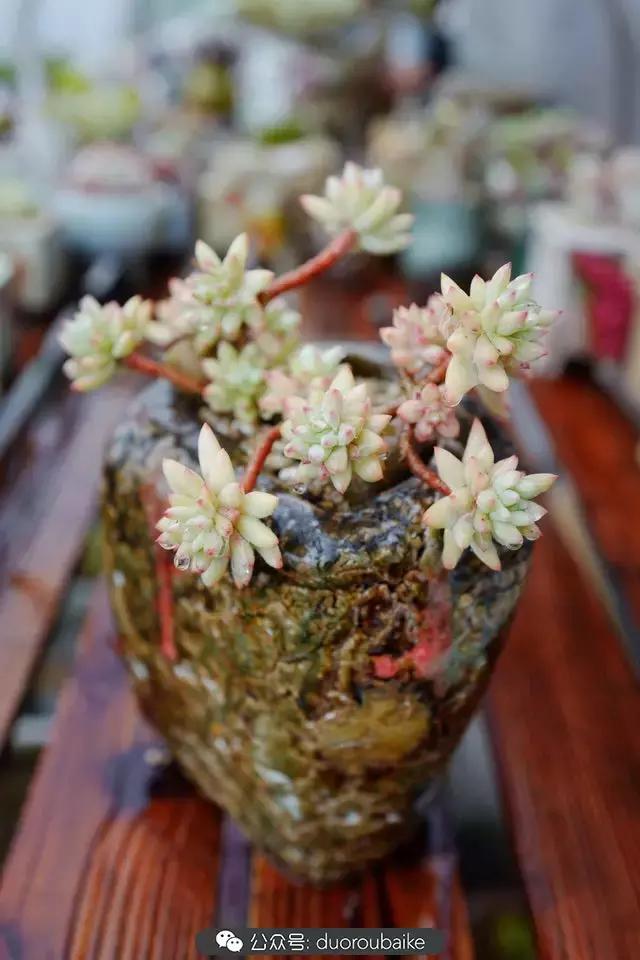 春雨多肉精品,包邮区的多肉