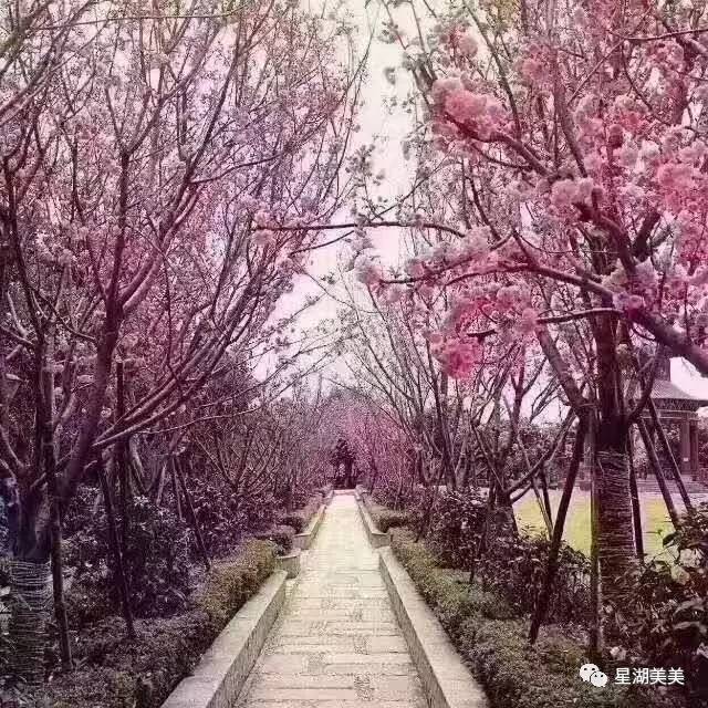 春暖花开正是踏青赏花的好时节,肇庆春日赏花的地方图片