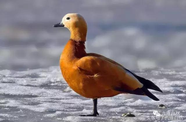 一身金黄色的鸟,浑身黄色的鸭子