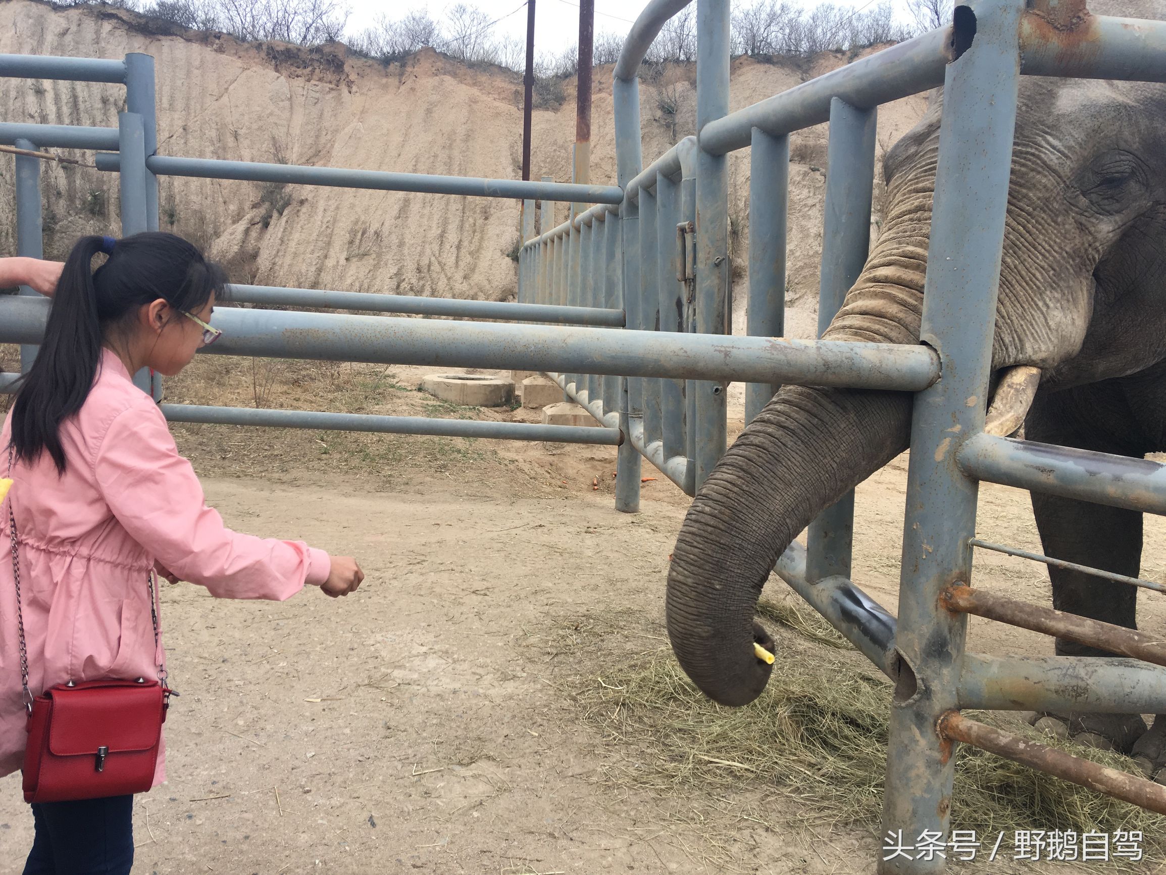 八达岭野生动物园野兽区,八达岭动物园自驾攻略大全