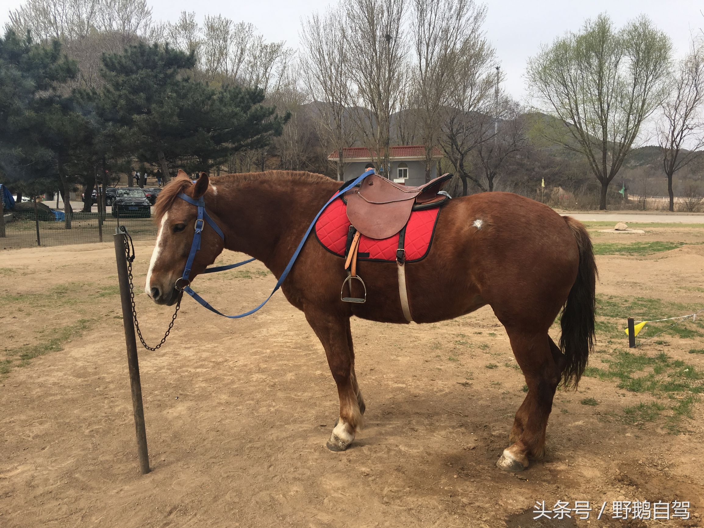 八达岭野生动物园野兽区,八达岭动物园自驾攻略大全