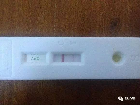 我是怎样把狗养死的：狗狗偷吃了1斤葡萄，差点被死神带走