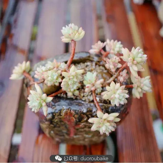 春雨多肉精品,包邮区的多肉