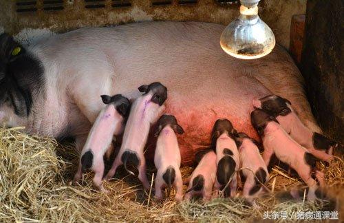母猪少乳怎么办,母猪少乳怎么能下奶