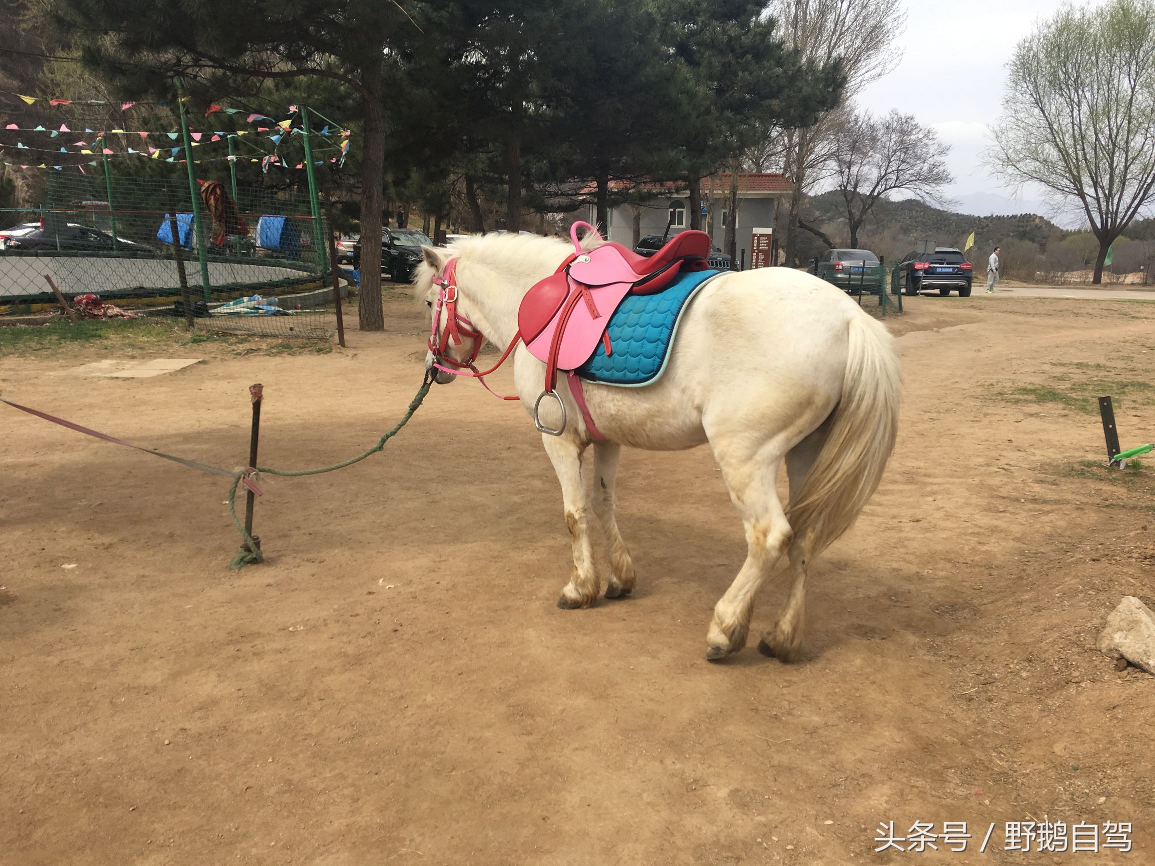 八达岭野生动物园野兽区,八达岭动物园自驾攻略大全