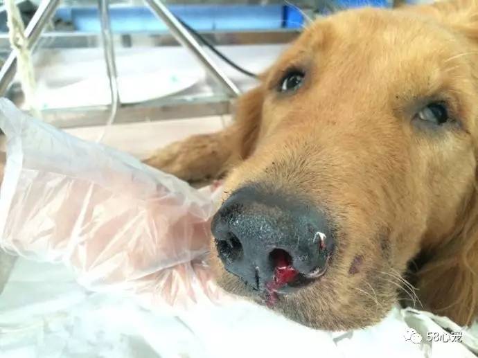 我是怎样把狗养死的：狗狗偷吃了1斤葡萄，差点被死神带走