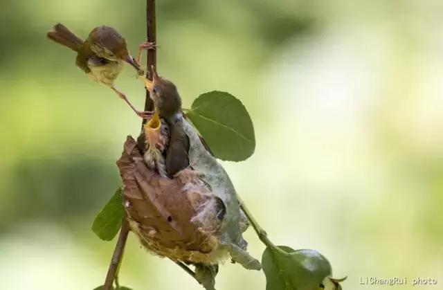 这是一篇只有鸟的美篇，却深深地打动了我