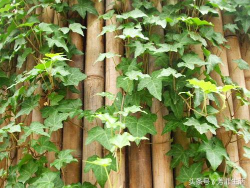 植物到底好不好,养花有多烧钱