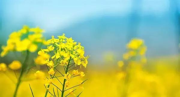 济南春游的好地方推荐,济南适合春游的地方