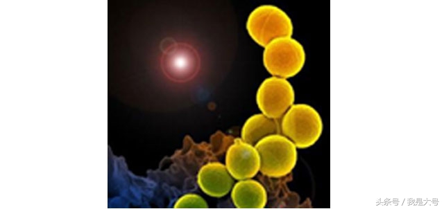 植物转基因技术流程,转基因技术的迅猛发展