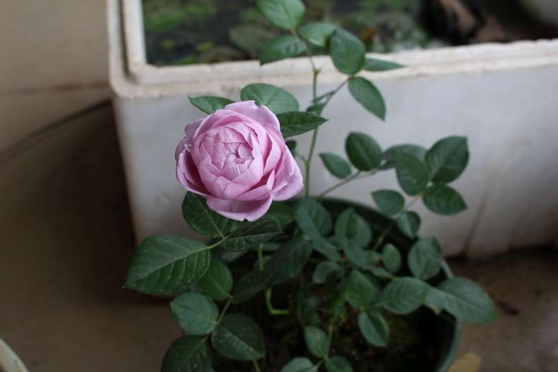 发烧友必入的蓝紫色月季,蓝紫色月季最值得入手的一款