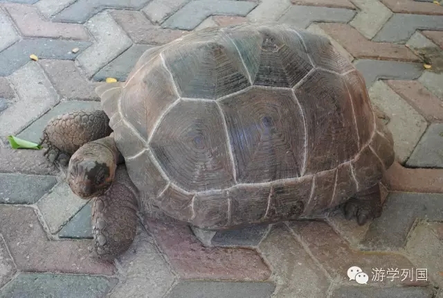 一生必去一次的非洲坦桑尼亚｜回归狂野