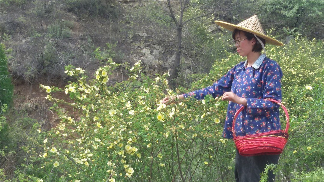 新疆的野玫瑰植物,济源野玫瑰花