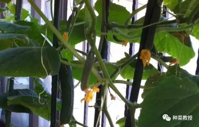 阳台黄瓜种植间距多少合适,阳台种植黄瓜视频教程