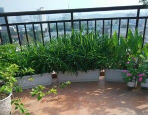 盆栽生姜最好的方法,盆栽生姜几月份收获