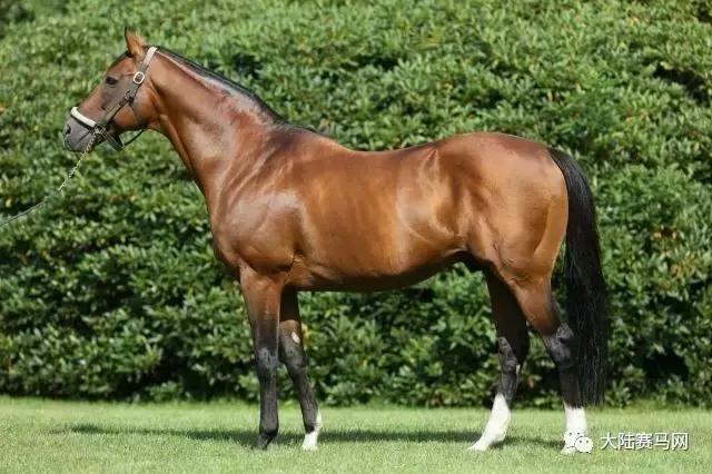 雅士种公马罗马大帝配种费不到1万，子嗣在香港赚了3000万！
