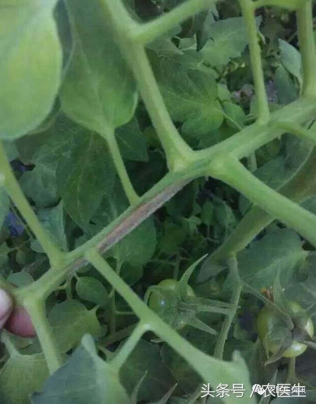 番茄灰霉怎么样发生的,番茄灰霉的病因是怎么造成的