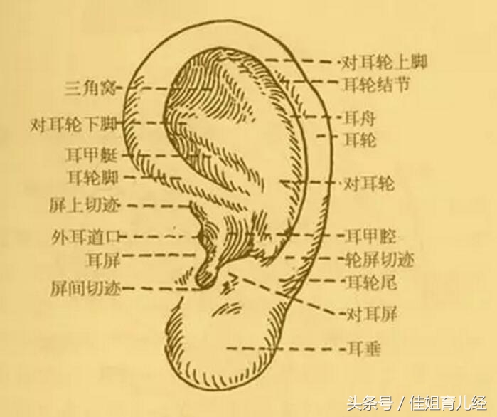 新生婴儿招风耳怎么矫正,招风耳宝宝命不好